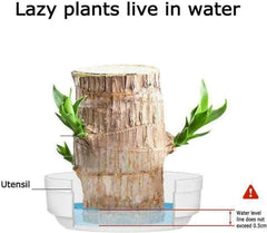 Brazilian Lucky Wood – Mini Home Plant Decorations for Style & Good Fortune