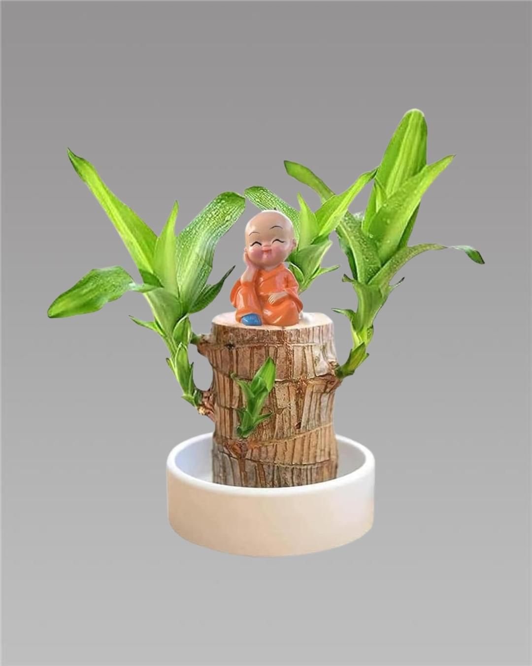 Brazilian Lucky Wood – Mini Home Plant Decorations for Style & Good Fortune