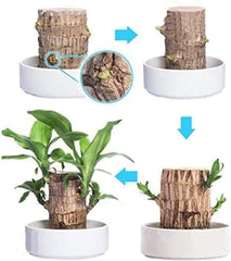 Brazilian Lucky Wood – Mini Home Plant Decorations for Style & Good Fortune