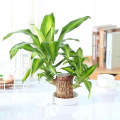 Brazilian Lucky Wood – Mini Home Plant Decorations for Style & Good Fortune