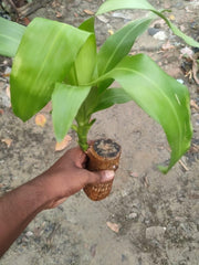 Brazilian Lucky Wood – Mini Home Plant Decorations for Style & Good Fortune
