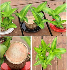 Brazilian Lucky Wood – Mini Home Plant Decorations for Style & Good Fortune